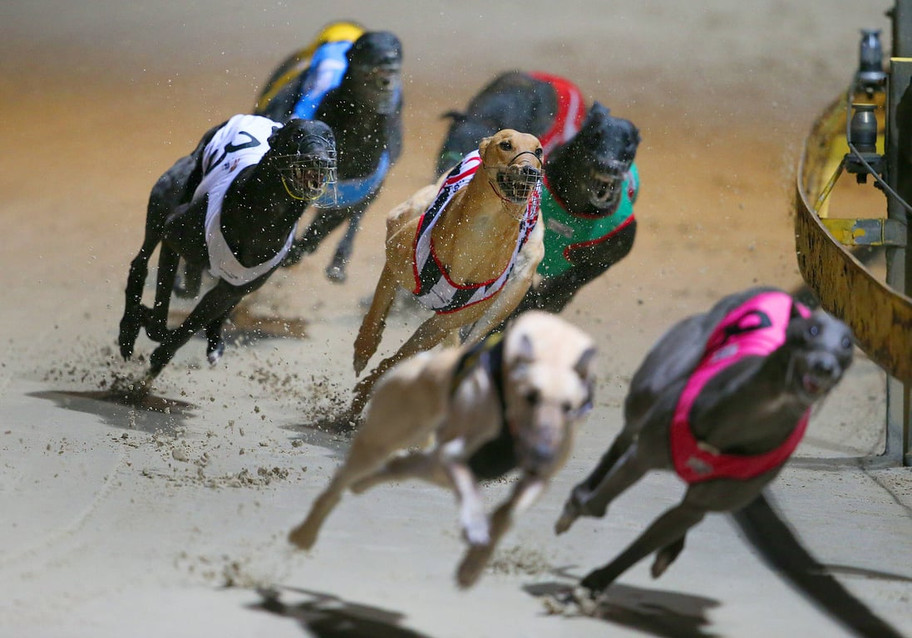 UK Government has no plans to ban greyhound racing in the UK