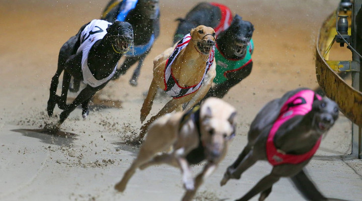Could UK follow New Zealand in banning greyhound racing?