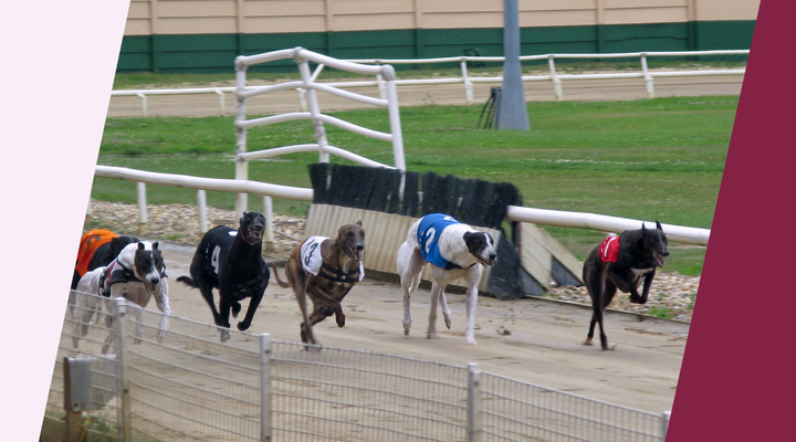 Entain announces permanent closure of Crayford Stadium greyhound track 