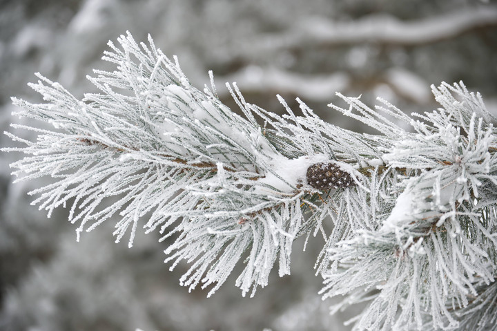 Bookmakers slash the odds of a white Christmas across UK
