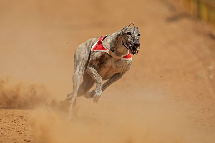  Welsh Government set to ban greyhound racing