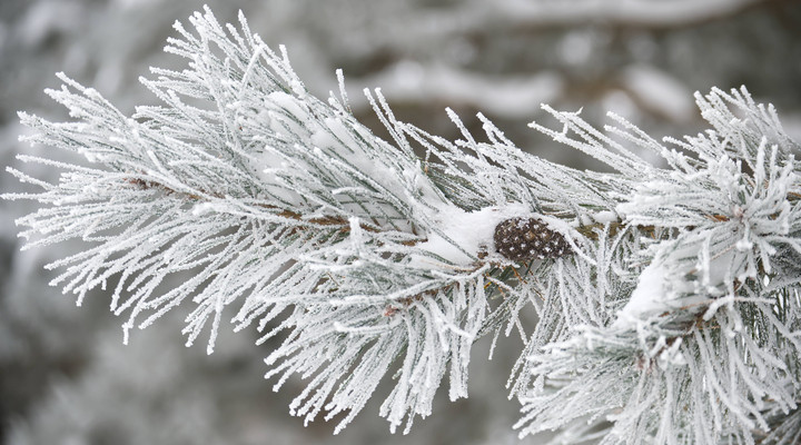 Odds on a White Christmas slashed - Edinburgh the most likely to see the white stuff