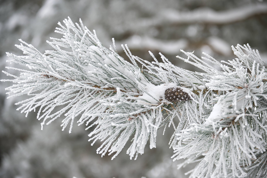 Bookmakers slash the odds of a white Christmas across UK