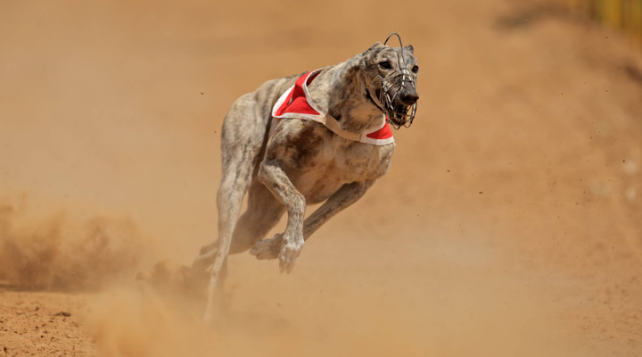 Wales could become the first country in the UK to ban greyhound racing 